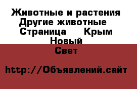 Животные и растения Другие животные - Страница 2 . Крым,Новый Свет